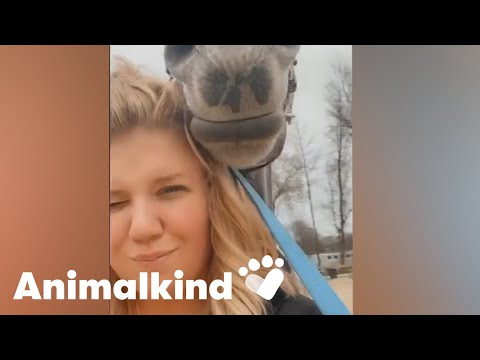 Hairstylist stunned to see her horse show up at work | Animalkind