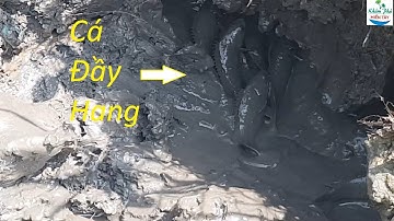 348 | Tát sòng bắt cá rô bí về chiên giòn | Fishing