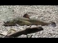 Good day for ole Jon hauls a behemoth big ole pig river crossing june 2019