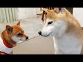 あまりにも嬉しいといつもとは違ってついつい興奮してしまう我家の柴犬