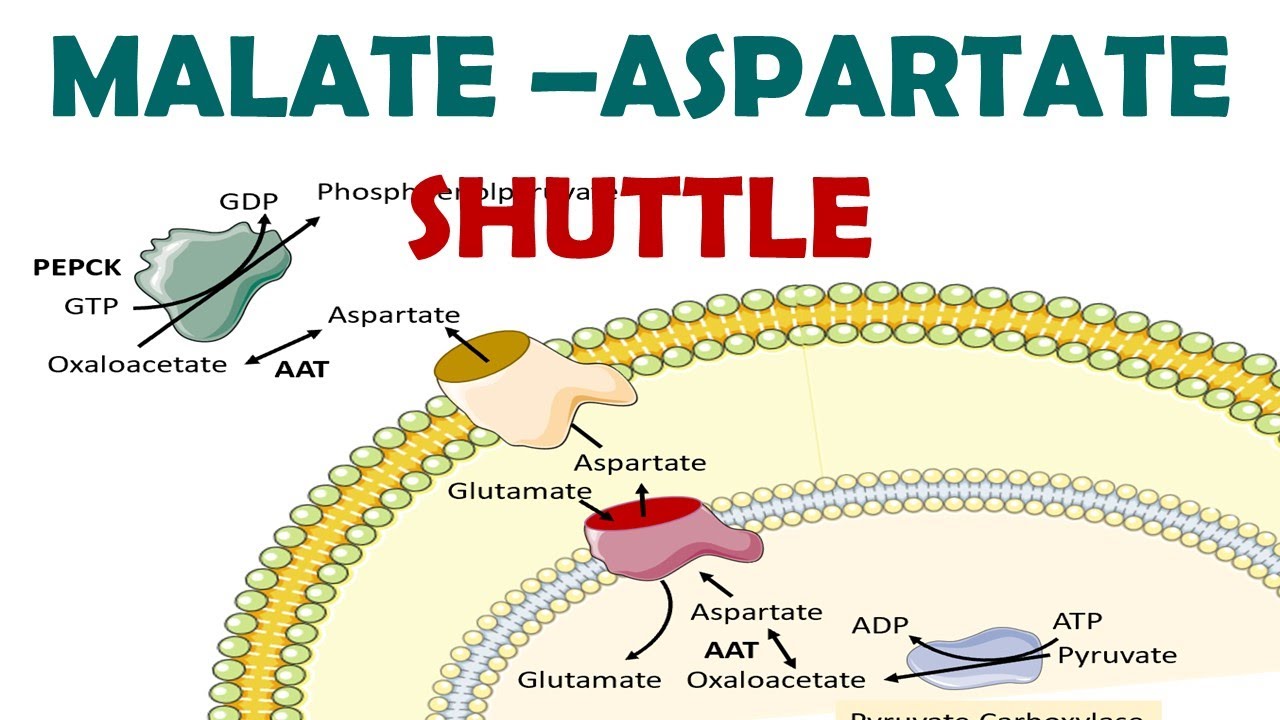 Malate aspartate shuttle biochemistry in hindi - YouTube