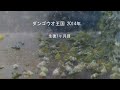 ■ ダンゴウオ王国 ■ 生後1ヶ月目 その1