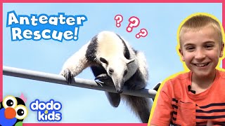 Rescue Team Saves Anteater Stuck High On Power Lines | Animal Videos For Kids | Dodo Kids