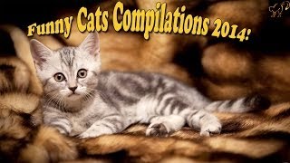 Коты Ржач. Коты Ржач.