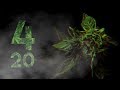 Cannabis lhistoire du 420 