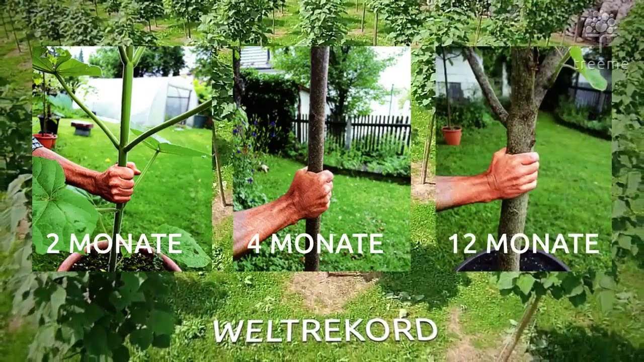 Update Treeme Wald Bauminvestment Österreich