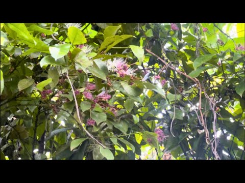 Nyweeza Omusajja Wo Akuwe Sente Gwe Ssebo Nzins Burungi Nga Bwompa Money Watch Until The End