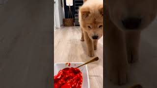 Finally Cheerio Got butter chicken #cheerio #dog #funny #chowchow