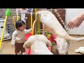 1歳児よりすべり台にハマったラブラドールレトリーバー