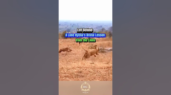 Left Behind: A Lone Hyena's Brutal Lesson from the Lions ! #wildlife #lion #heyna #shorts