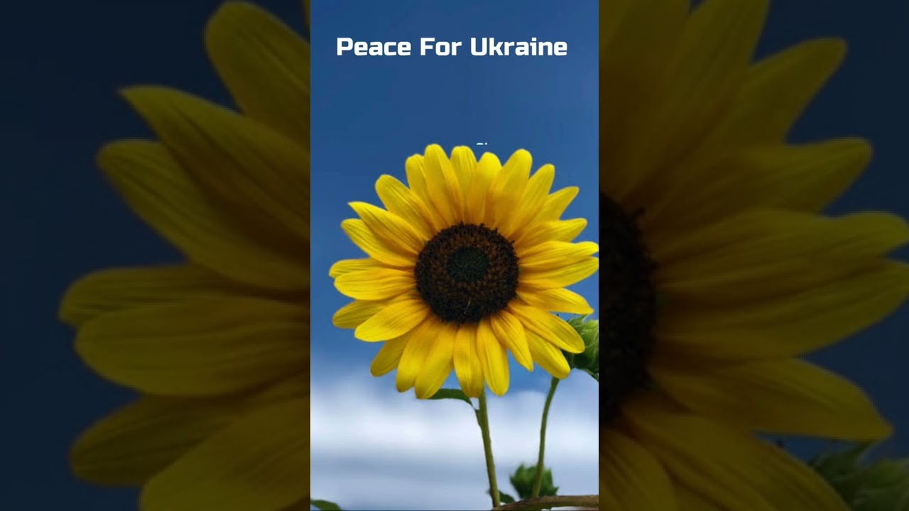 Sunflowers for Ukraine 🌻🌻 