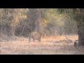 Tiger V/S tiger fight - "Tigers Territorial Fight Tadoba"