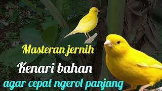 Download Lagu Masteran jernih kenari bahan agar cepat ngerol panjang MP3