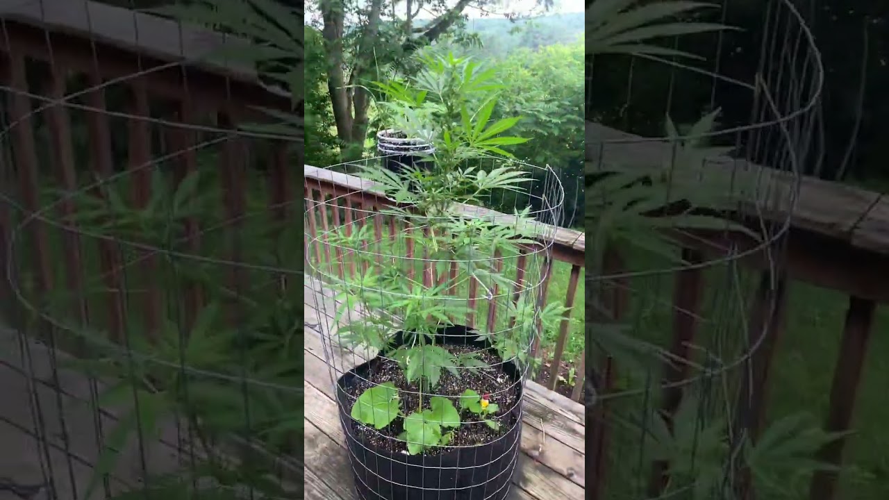 GREEN MOUNTAIN GENETICS!!!🔥🔥🔥