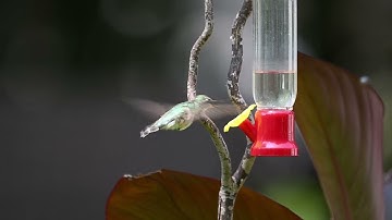 Ruby-Throated Hummingbird feeding in slow motion.