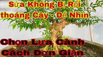 sửa kiểng bonsai p46 | sửa cành không bị rối  | cách sửa cành lần 2 cho cây mới rút nhịp