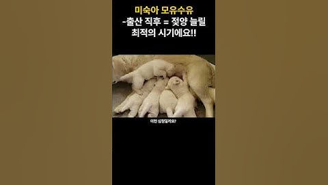 미숙아 모유수유-출산 직후= 젖양 늘릴 최적의 시기에요!!
