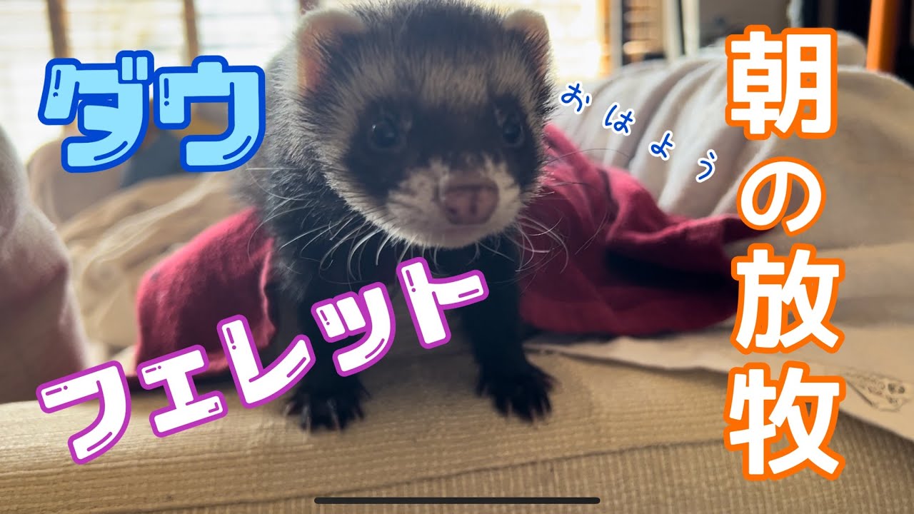 【かわいすぎるフェレット】ダウの朝放牧、いつもこんな感じ！