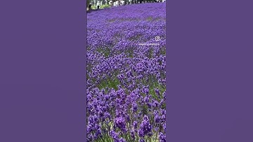 Thumbnail of Furano Lavender Fields#lavender #lavenderfields #furano #hokkaido #hokkaidotrip #flower #spring