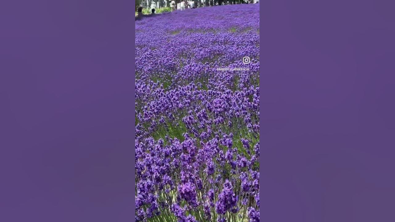 Furano Lavender Fields#lavender #lavenderfields #furano #hokkaido #hokkaidotrip #flower #spring