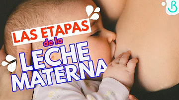 ¿Cuáles son las 4 etapas de la lactancia materna?