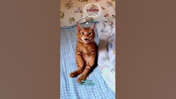 Luie kat spijbelt van werk en valt in slaap! 😴🐱💤 #kat #kattenvideo