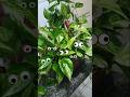 planta pendente jibóia com olhares encantadores 👀👀👀👀🌿