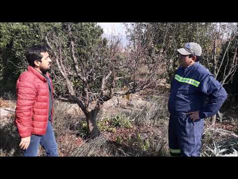 Vídeo: Què causa la gomosi del préssec: controlar la gomosi fúngica dels préssecs