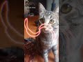 Тигрик Edit #phonk #music #edit #котик #Тигрик #топчик #рекомендации #активвернись