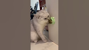 The Best Catnip Toys for Endless Fun