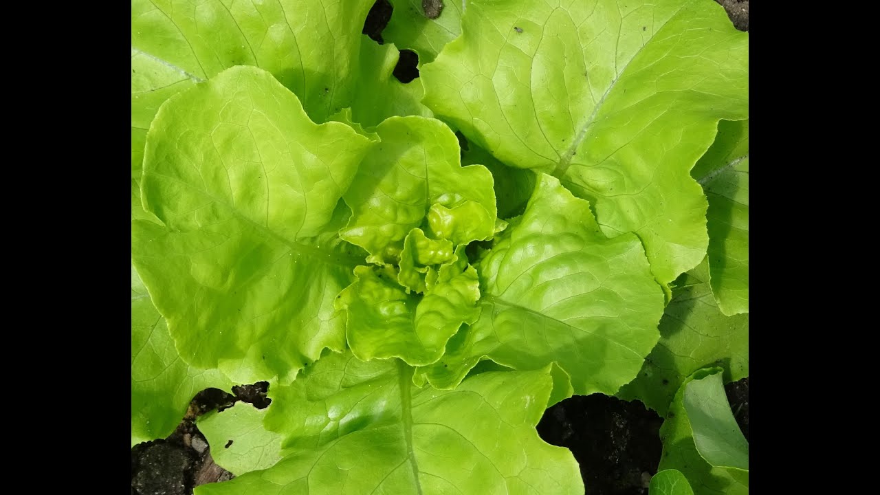 le 23/09/2021: La salade pour les serres