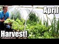 April harvest  update on tomatoes sweet potatoes beans squash etc