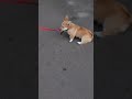 Прикольный ЩЕНОЧЕК КОРГИ !!! Funny puppy