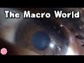 🌎 THE MACRO WORLD