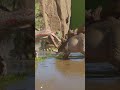 🚨  SPINOSAURUS VS STEGOSAURUSJP3  Jurassic World Evolution 3   #dinosaur #jurassicworld #playstation