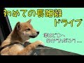 豆柴の仔犬ふく、初の長距離ドライブで向かった先は・・・ #26