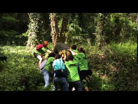 Limpieza de bosques