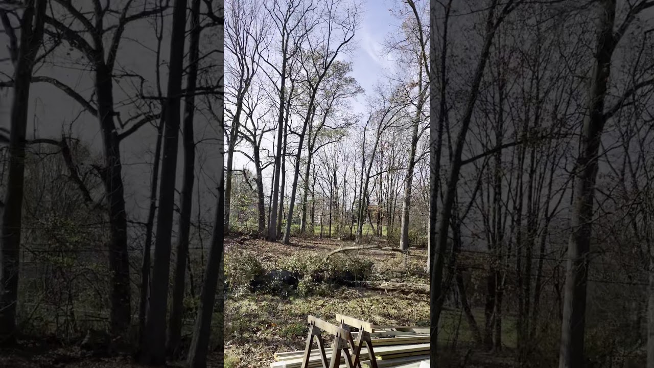 Tree Service Doylestown Pa