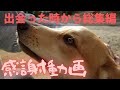 いつもご視聴ありがとうございます ラブと出会った時からの総集編2023春