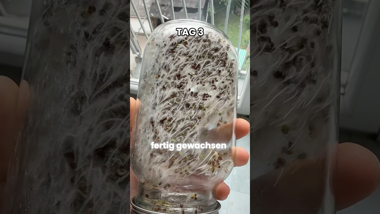 Brokkolisprossen selbst züchten Anleitung 