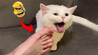 Try Not To Laugh🤣🦮Funniest Cats and Dogs 2024😁#9