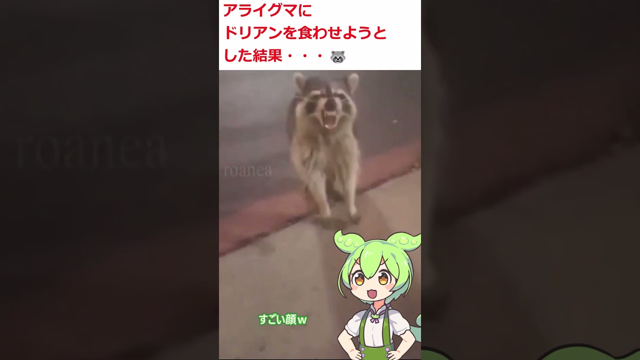 アライグマにドリアンを食わせようとした結果・・・🦝