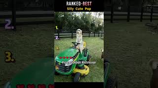 #dog #puppy #cutedogs #doglife #youtubedog #shorts #funny