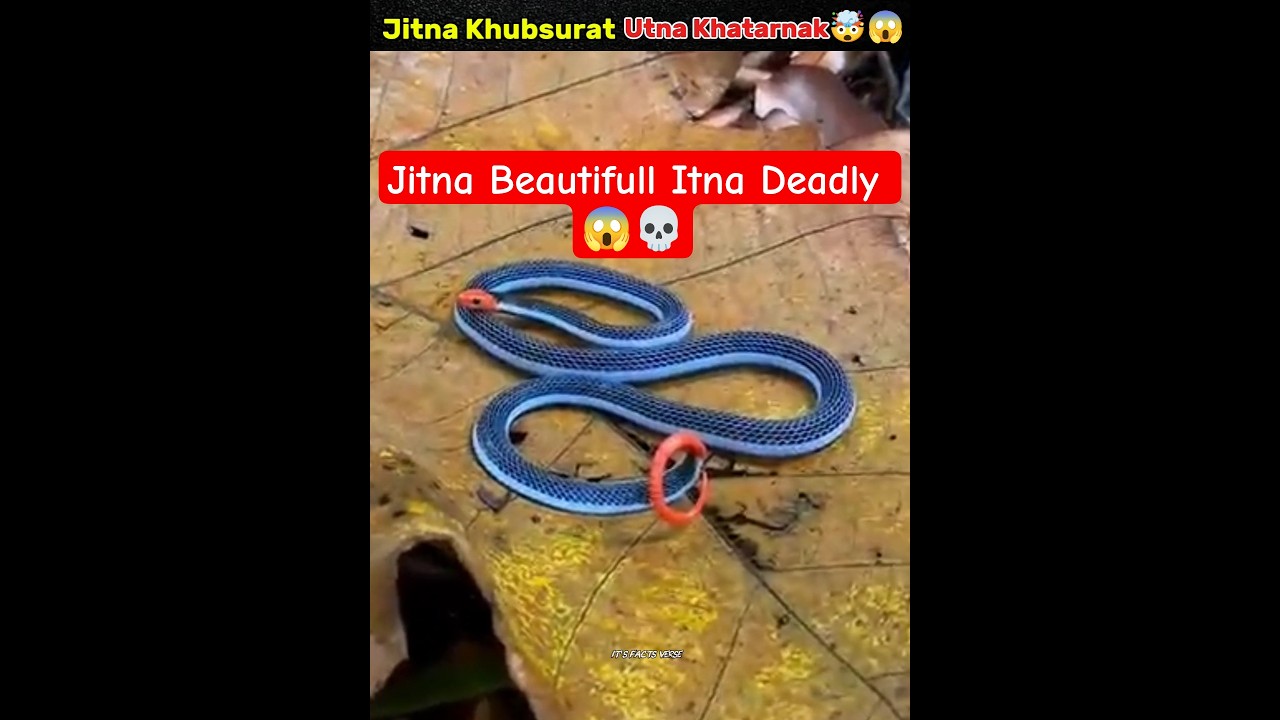 Malayan Blue Coral Snake – The Snake That Kills Before You Blink 🐍😱 