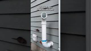 Furnace Vent Blockage Explained: Wasps, Birds, Mice &amp; Squirrels in Vent Pipes ($20 Fix) #home #diy