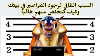 السبب الطاقي لوجود الصراصير في بيتك _وكيف تتخلص منهم طاقيا