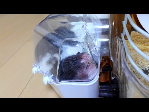 funny-hamster-with-sleeping-face-is-ugly!【funny-&-cute-hamster-make-your-feel-at-ease】