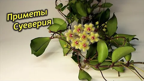 Хойя – приметы и суеверия!  Можно ли держать цветок дома? Куда лучше поставить?