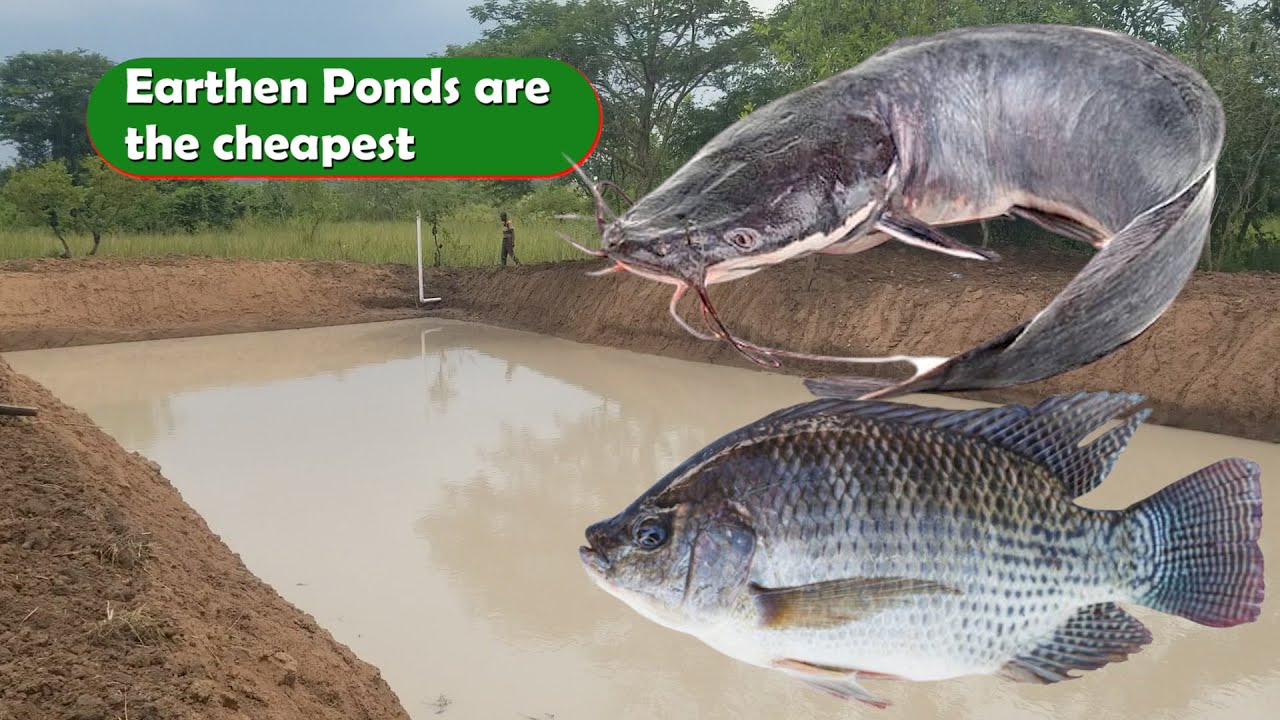 FISH FARMING: EARTHEN PONDS SAVE 30% OF THE INITIAL COST