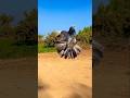 #kabootar #pigeon #song 🕊️👑🕊️ video 🔥🕊️ Aamir Jhansi subscribe Karen aur like Karen video ke liye 🕊️